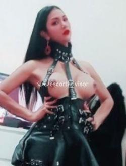 Trans 3202256635