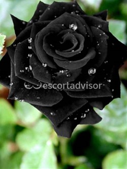 Escort 3246964458