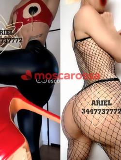 Trans 3447737772