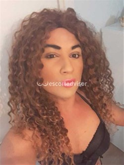 Trans 3494606509